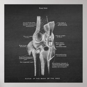 Anatomy Art no. 5 Knee Joint Poster