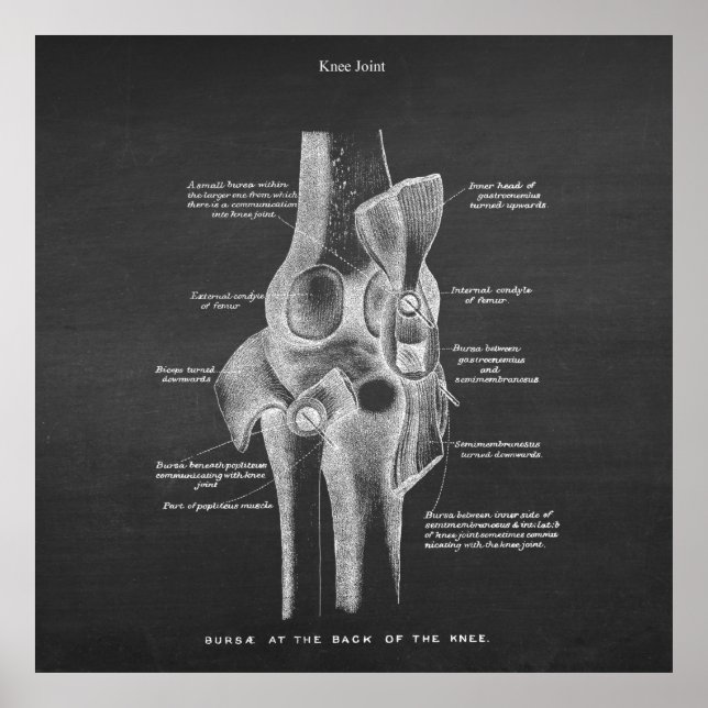 Anatomy Art no. 5 Knee Joint Poster (Front)