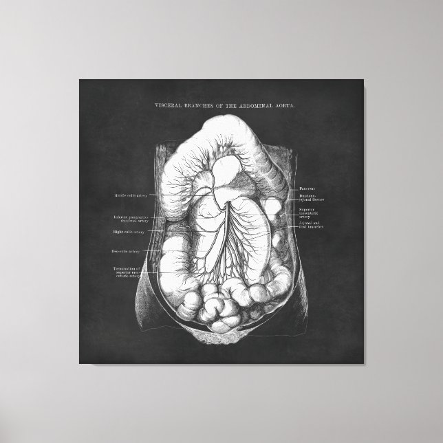 Anatomy Art of Digestive System Doctor Gift Canvas Print (Front)