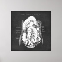 Anatomy Art of Digestive System Doctor Gift