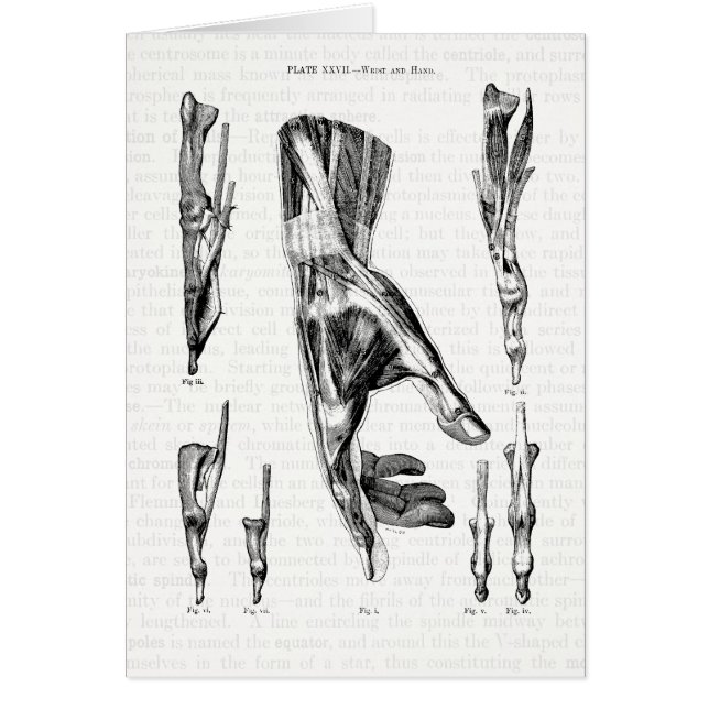 Anatomy Art The Muscles of the Hand and Wrist (Front)