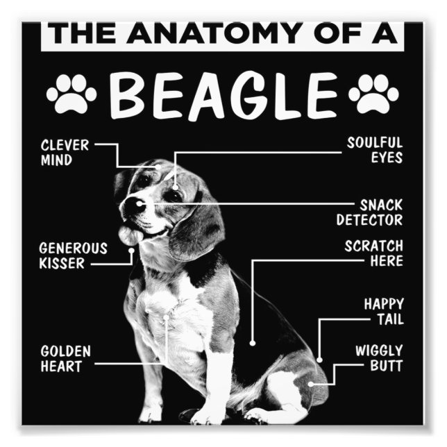 Anatomy Beagle Dog Gift | Dog Lovers Decor Photo Print (Front)