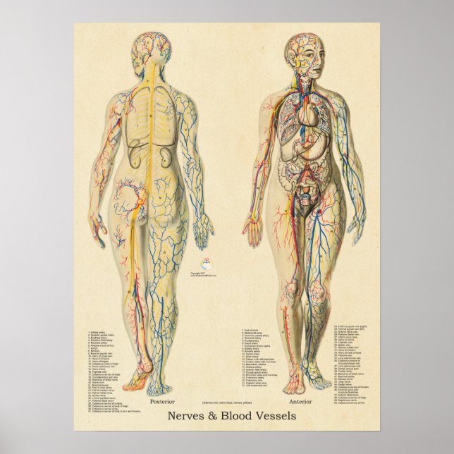 Anatomy Chart Arteries Veins Nerves Vintage (Front)