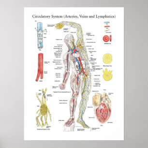 Anatomy Circulatory Chart Arteries Veins Lymphatic