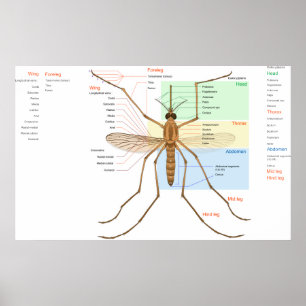 Anatomy Diagram of a Mosquito Culex Pipiens Poster
