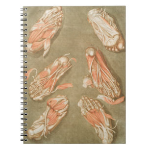 ANATOMY FOOT ANATOMY FOOT MUSCLE ANATOMY BONES LIG NOTEBOOK