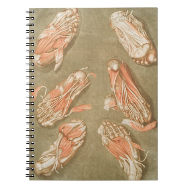 ANATOMY FOOT ANATOMY FOOT MUSCLE ANATOMY BONES LIG NOTEBOOK (Front)