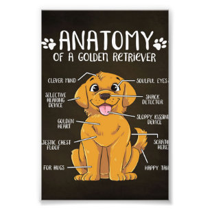 Anatomy Golden Retriever   Golden Retriever Lover  Photo Print
