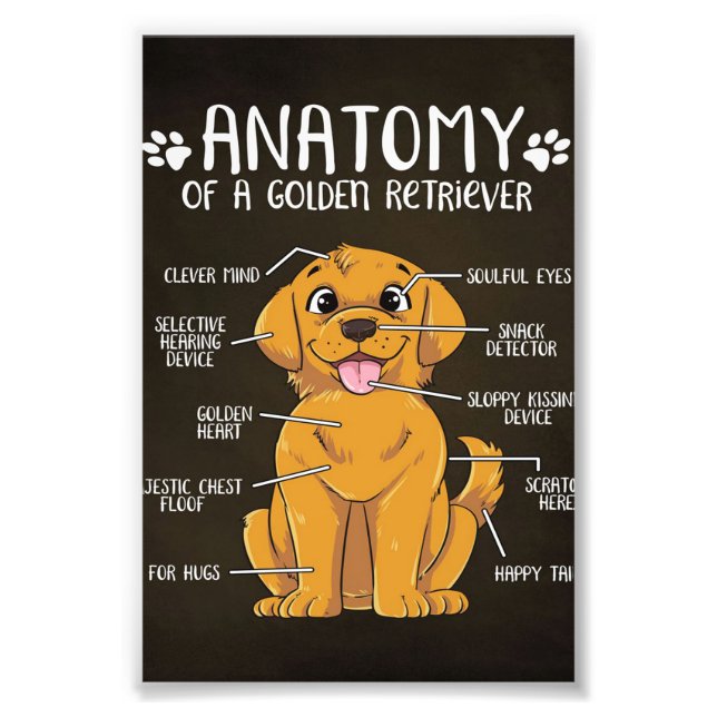 Anatomy Golden Retriever | Golden Retriever Lover  Photo Print (Front)