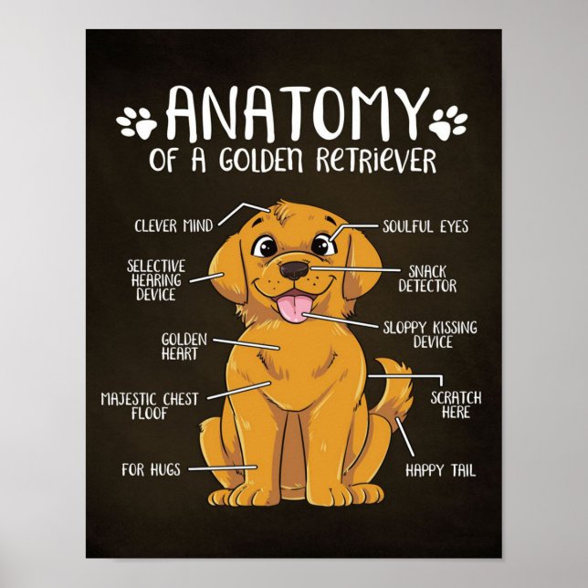 Anatomy Golden Retriever | Golden Retriever Lover  Poster (Front)