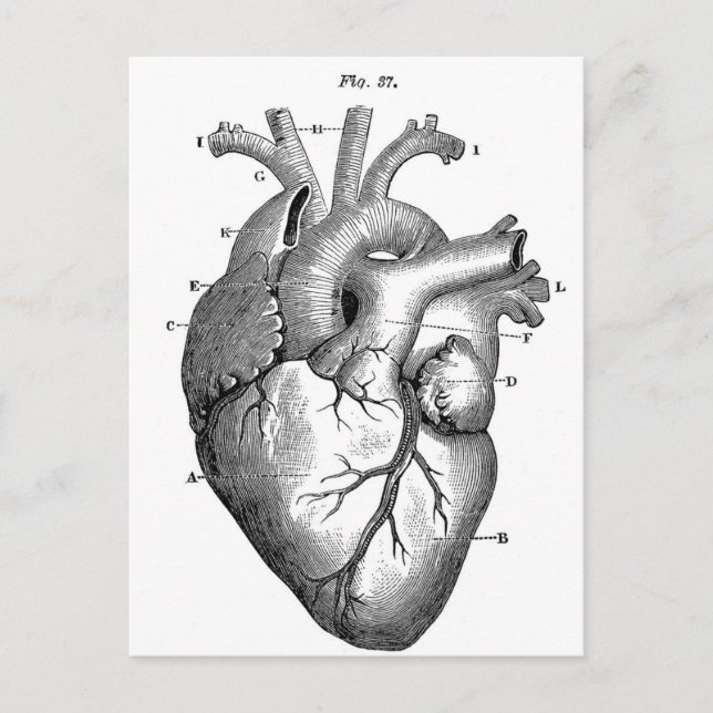 Anatomy-Heart-Images-Vintage Postcard (Front)