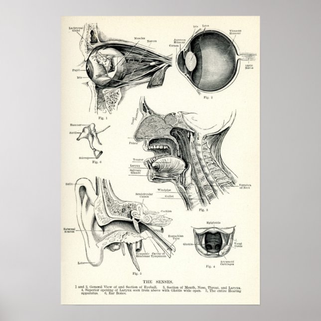 Anatomy - Human Senses Poster (Front)