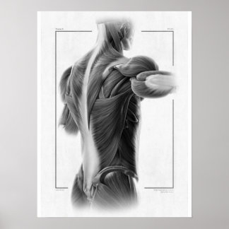Anatomy In Motion Body Poster - 18 x 24