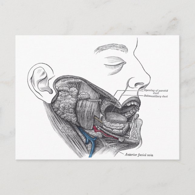anatomy mouth postcard (Front)