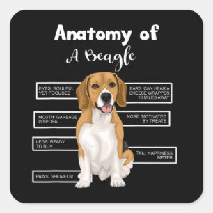 Anatomy Of A Beagle Funny Dog Lovers Gifts Square Sticker