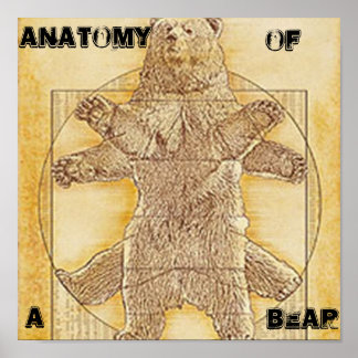 Anatomy of a Bear Poster