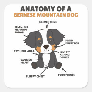 Anatomy Of A Bernese Mountain Dog Cute Dogs Puppy Square Sticker