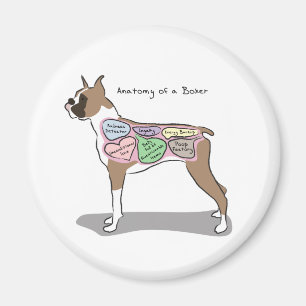 Anatomy of a Boxer Dog gifts Magnet