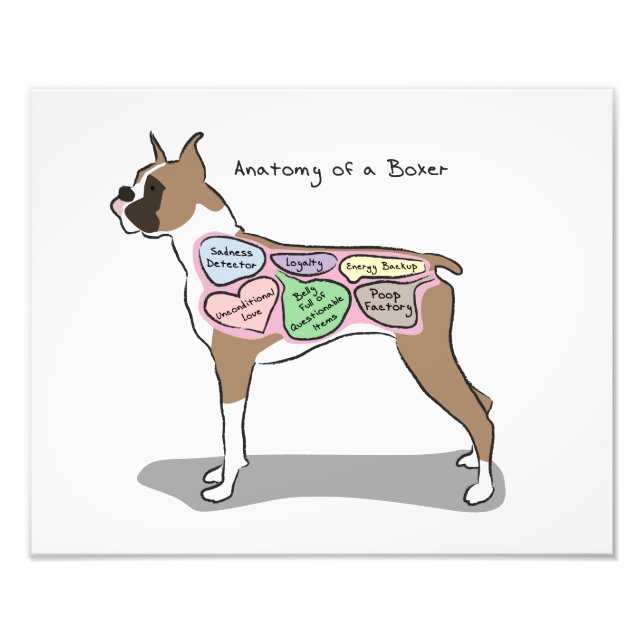 Anatomy of a Boxer - Print (Front)