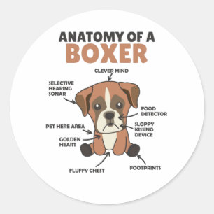 Anatomy Of A Boxer Sweet Dog Puppy Classic Round Sticker