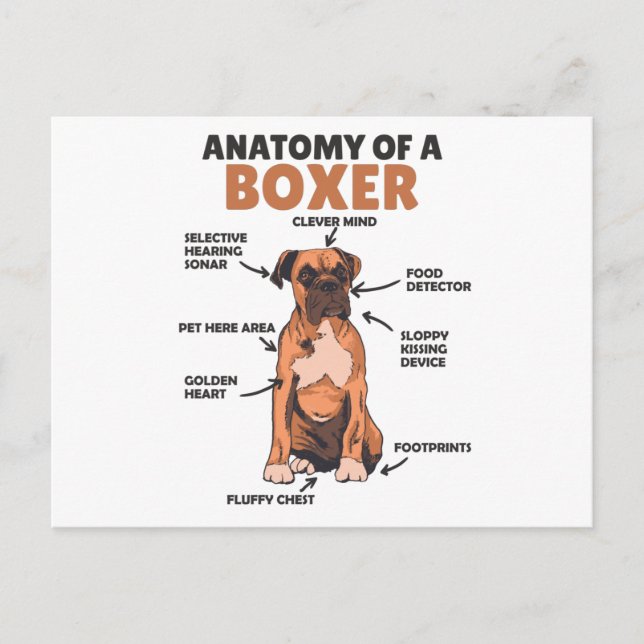 Anatomy Of A Boxer Sweet Dog Puppy Postcard (Front)