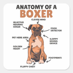 Anatomy Of A Boxer Sweet Dog Puppy Square Sticker