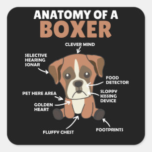 Anatomy Of A Boxer Sweet Dog Puppy Square Sticker