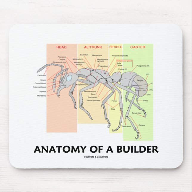 Anatomy Of A Builder (Worker Ant Anatomy) Mouse Mat (Front)
