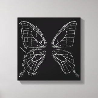 Anatomy Of A Butterfly Wing Vintage Diagram Canvas Print