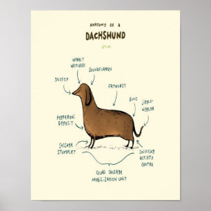 Anatomy Of A Dachshund   Dachshund Dog Lovers Poster