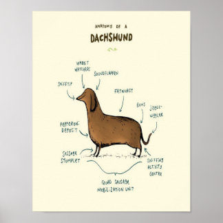 Anatomy Of A Dachshund | Dachshund Dog Lovers Poster