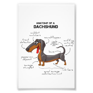 Anatomy Of A Dachshund - Funny Dog Photo Print