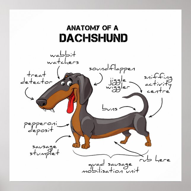 Anatomy Of A Dachshund - Funny Dog Poster (Front)