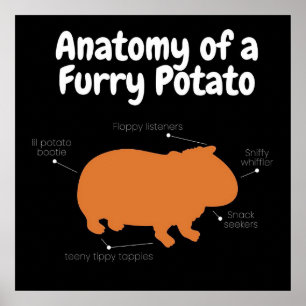 Anatomy Of A Furry Potato   Cute Guinea Pig Poster