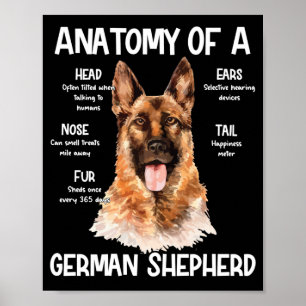Anatomy Of A German Shepherd For Dog Lovers Poster