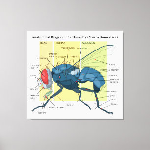 Anatomy of a Housefly Diagram Musca Domestica Canvas Print