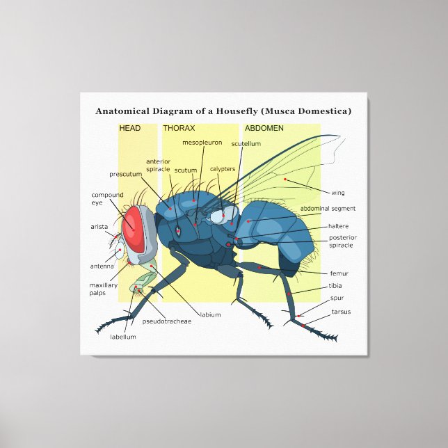 Anatomy of a Housefly Diagram Musca Domestica Canvas Print (Front)