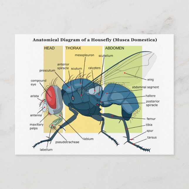Anatomy of a Housefly Diagram Musca Domestica Postcard (Front)