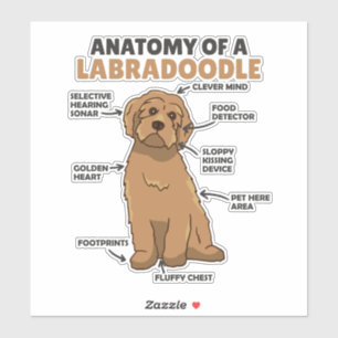 Anatomy Of A Labradoodle Cute Canine Puppy
