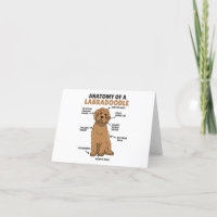 Anatomy Of A Labradoodle Cute Canine Puppy