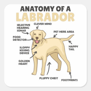 Anatomy Of A Labrador Retriever Sweet Dogs Square Sticker