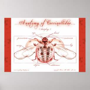 Anatomy of a Ladybug (Coccinellidae) Poster
