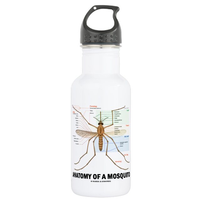 Anatomy Of A Mosquito (Entomology) 532 Ml Water Bottle (Front)