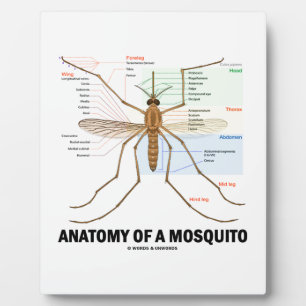 Anatomy Of A Mosquito (Entomology) Plaque