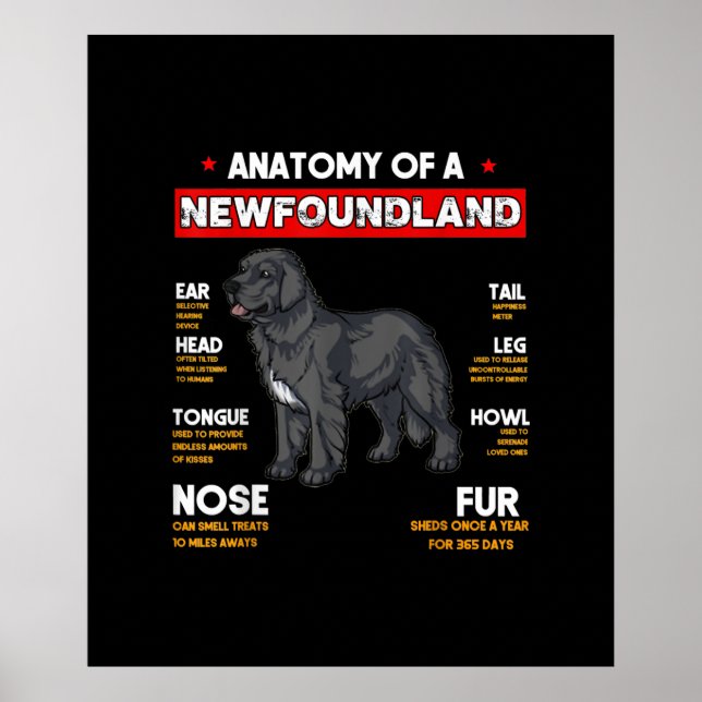 Anatomy Of A Newfoundland Dogs Lovers Poster (Front)
