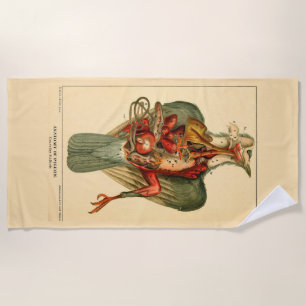 Anatomy of a Pigeon Beach Towel