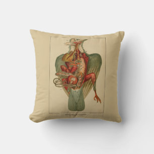 Anatomy of a Pigeon Cushion