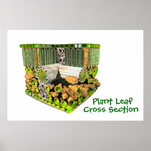 Anatomy of a Plant Leaf poster