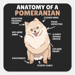 Anatomy Of A Pomeranian Cute Dog Puppy Square Sticker