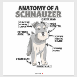 Anatomy Of A Schnauzer Cute Dog Puppy